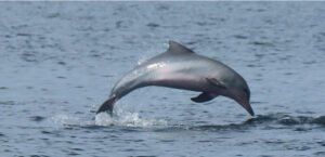 O surto de morbillivirus pode afetar a estrutura social dos botos-cinza na Baía de Sepetiba?