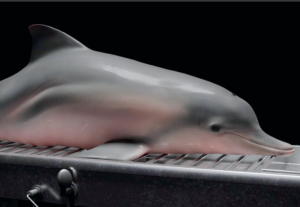 Pesquisa revela que a maioria dos botos-cinza da Baía de Sepetiba está com a saúde debilitada