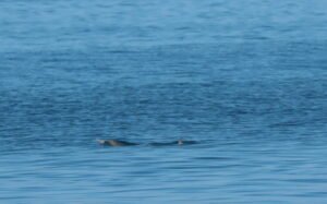 Toninhas no limite: sobreposição com unidade de conservação levanta alerta