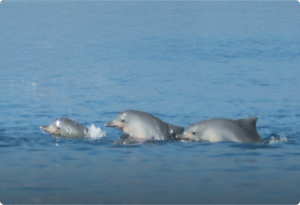 As áreas marinhas protegidas e a conservação de baleias e golfinhos no Brasil