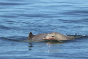 Boto-cinza sob pressão na Costa Verde