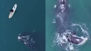 Coordenador do ECoMAR-UFRJ Rodrigo Tardin comenta sobre o caso da baleia-franca no litoral de Santa Catarina para o portal IG