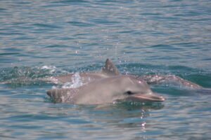 Como a megafauna marinha tropical pode ser afetada pelas mudanças climáticas?